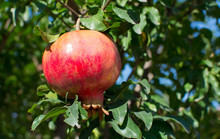 Pomegranate Growing From The Tree