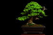 Traditional japanese bonsai (miniature tree) on a table with black background