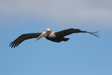 Brown Pelican, Pelecanus Occidentalis