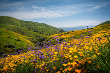 California Poppies And Wildflowers In The Hills During The Spring Super-bloom.