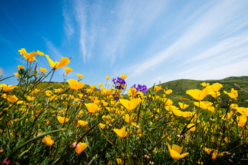 California poppies and wildflowers in the hills during the spring super-bloom.