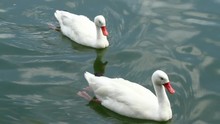 Beautiful Pair Of White Swans