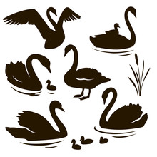 Vector Set Of Decorative Birds. Swan With Nestling. Swan Silhouette