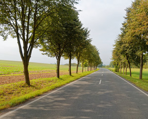 scenic route with tree lines in the countryside