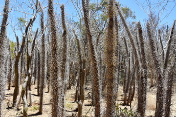 The octopus tree Didierea Madagascariensis on Madagascar