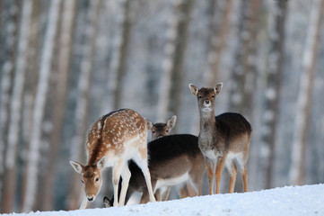 Canvas Print - Damwild Rudel, Winter