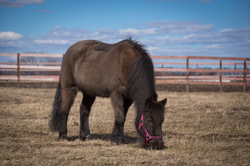 Brown Pony