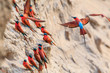 Northern Carmine Bee-eater in South Luangwa NP - Zambia