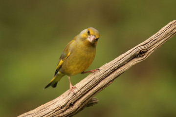  Neugieriger Grünfink