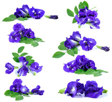 Blue Pea Butterfly Pea Close Up Background