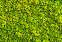 Moss Background Made Of Reindeer Lichen Cladonia Rangiferina, Mossy Texture Spring Green.