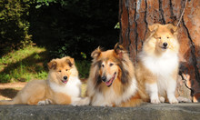 Portrait Of Three Rough Collie Dogs