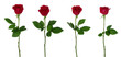 Leinwandbild Motiv Red rose