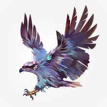 Isolated Painted Flying Bird Hawk