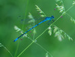 Blauflügel-Prachtlibelle auf einem Grashalm