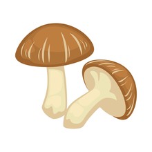 Two Shiitake Mushrooms On White Background Vector Illustration