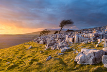 Windswept Tree On The Edge Of Twistleton Scar Limestone Pavement In The Yorkshire Dales With Moody Clouds And Dramatic Evening Light Illuminating The Landscape.