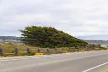 17 Mile Drive Landscape At Pacific Coast, Monterey, California