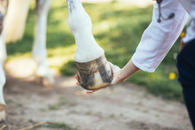 Veterinarian Examining Horse Leg Tendons. Selective Focus On Hoof. 