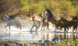 © AP - Wild Horses @ Salt River, Arizona