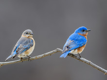 Male And Female Eastern Bluebird
