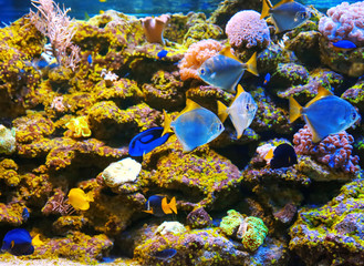 Wall Mural - Exotic sea fishes and corals in aquarium