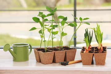 Canvas Print - Seedling of plants in pots on window sill