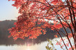 Red maple leaves uder sun light in lake Johnson in Raleigh, NC fall season