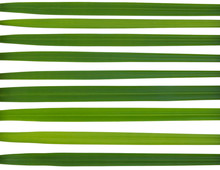 Green Stripe Made From Leaves Isolated On White Background