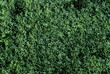green moss for background texture