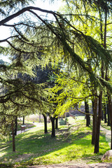 Poster - trees in urban garden in Verona city in spring