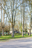 Fototapeta Sawanna - trees in urban public garden Parco del Te