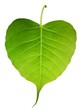 Green bothi leaf (Pho leaf, bo leaf) isolated on white background.