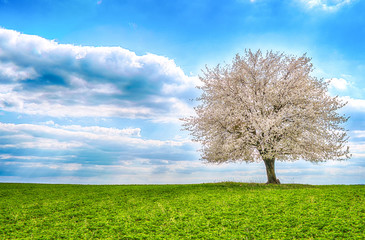 single cherry tree with flowers on green field in spring