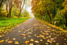 Road In Autumn Forest. Autumn Landscape
