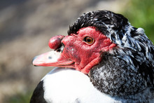 Close Up Of A Barbary Duck At Llangorse Lake