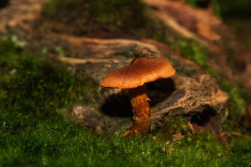 Pilz im Wald