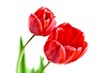 Para czerwonych tulipanów na białym tle.