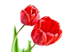 Fototapeta Tulipany - Para czerwonych tulipanów na białym tle.