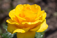 Yellow Rose Dew Drops