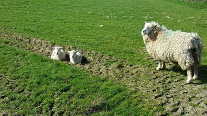 Baby Lambs and Proud Mom