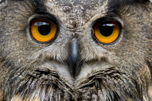 Portrait Of Euroasian Eagle Owl
