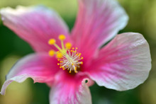  Macro Of  Pink White  Hibiscus Flower