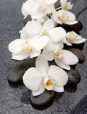 Fototapeta Desenie - Spa stones and white orchid on gray background.