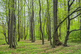 Fototapeta Na ścianę - Spring forest landscape. Natural green color.