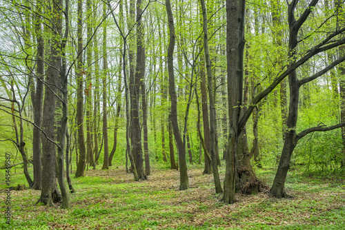 Naklejka dekoracyjna Spring forest landscape. Natural green color.