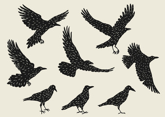 Set of black ravens. Hand drawn inky birds