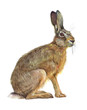 Watercolor single hare animal isolated on a white background illustration.