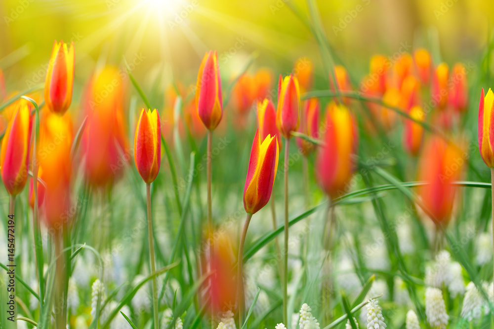Piękny widok kolorowych tulipanów w słońcu - obrazy, fototapety, plakaty 
