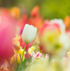 Wall Mural - Beautiful view of colored tulips.